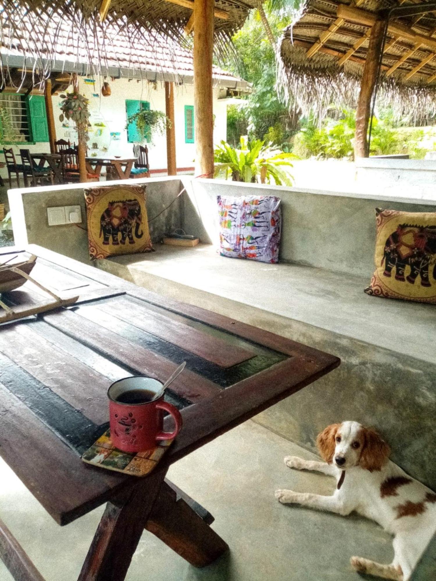 Lazy Monkey Surfhostel - Sri Lanka Dikwella Εξωτερικό φωτογραφία